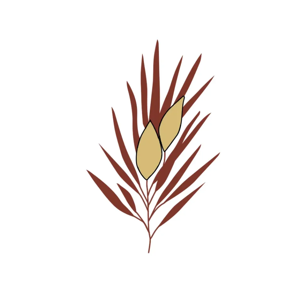 Rooibos tea